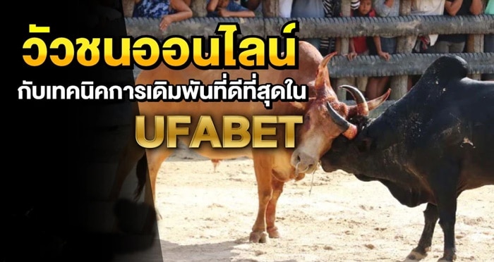 แทงวัวชนออนไลน์ ufabet